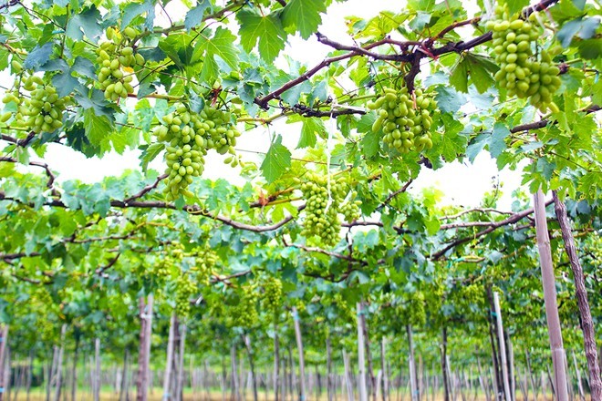 Ba Moi’s vineyard in Ninh Thuan - ảnh 2